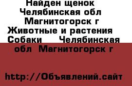 Найден щенок - Челябинская обл., Магнитогорск г. Животные и растения » Собаки   . Челябинская обл.,Магнитогорск г.